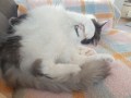 Fritz (1)